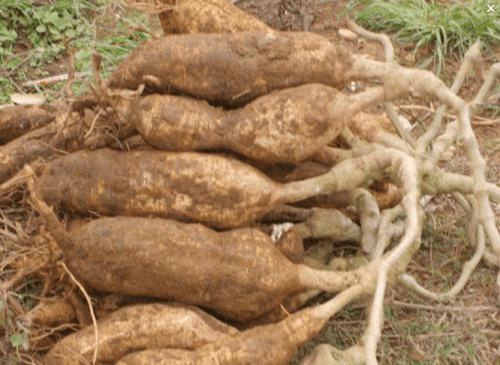 정보센터님의 장터 판매 상품 [깍아먹는 일년생 칡 재배용 묘목 예약주문] 첨부 사진