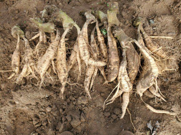 정보센터님의 장터 판매 상품 [깍아먹는 일년생 칡 재배용 묘목 예약주문] 첨부 사진