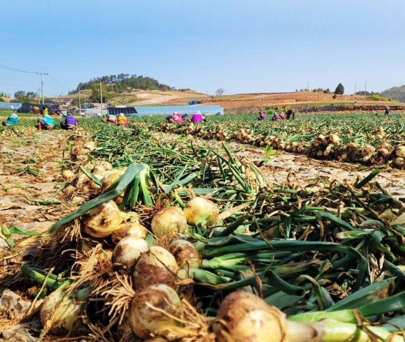 장터 상품 [해풍맞고 자란 노지 무안 햇 양파] 썸네일