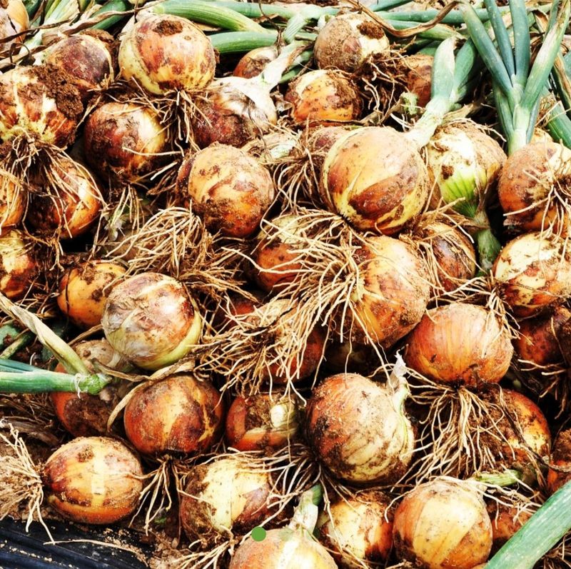 오요셉님의 장터 판매 상품 [해풍맞고 자란 노지 무안 햇 양파] 첨부 사진