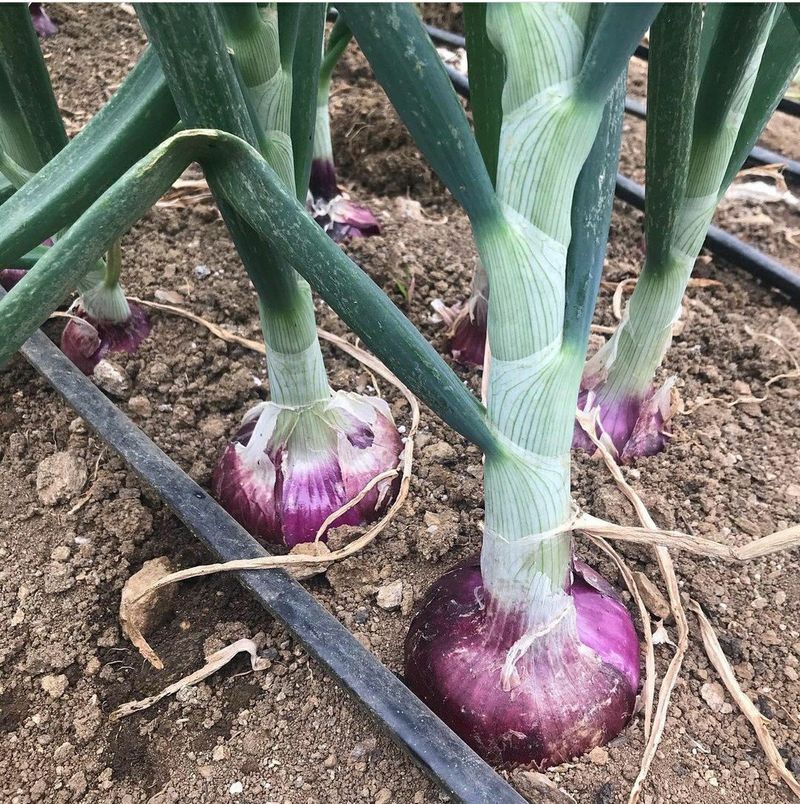 오요셉님의 장터 판매 상품 [해풍맞고 자란 노지 무안 햇 양파] 첨부 사진