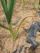 팜모닝 마늘·병해충상담 게시글 이미지