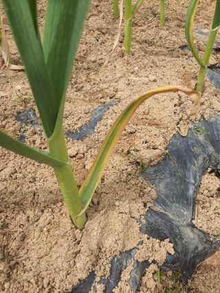 여농님의 마늘 · 병해충상담 작성글 사진