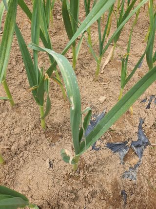 여농님의 마늘 · 병해충상담 작성글 사진