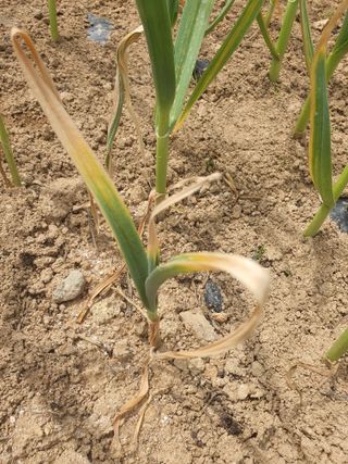 여농님의 마늘 · 병해충상담 작성글 사진