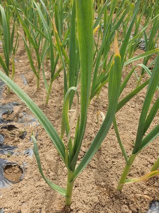 여농님의 마늘 · 병해충상담 작성글 사진