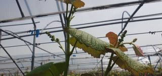 임효정님의 포도 · 영농일지 작성글 사진