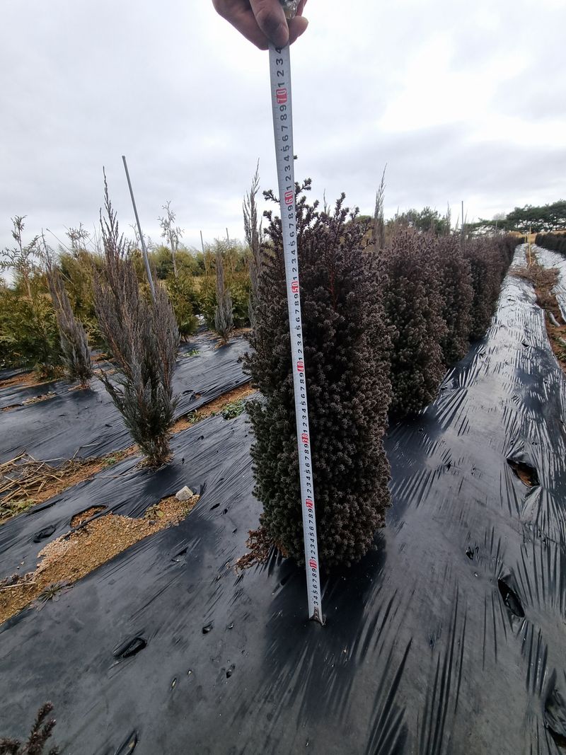 장터 상품 [침엽수 레드스타 ] 썸네일