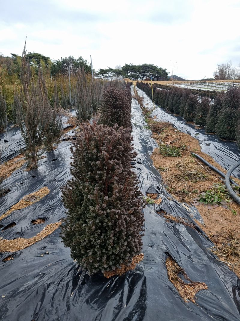 김명동님의 장터 판매 상품 [침엽수 레드스타 ] 첨부 사진