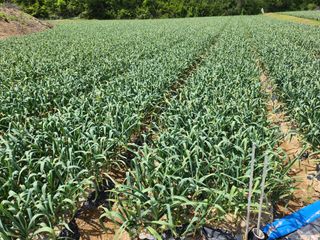 이현숙님의 마늘 · 영농일지 작성글 사진