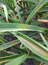 팜모닝 마늘·병해충상담 게시글 이미지