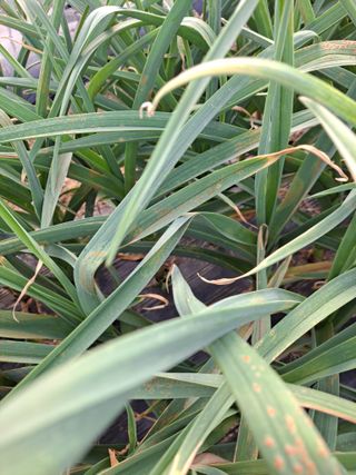 반계사랑님의 마늘 · 병해충상담 작성글 사진