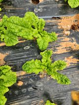 팜모닝 상추·병해충상담 게시글 이미지