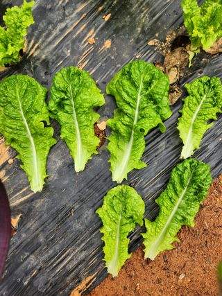 곽승희님의 상추 · 병해충상담 작성글 사진