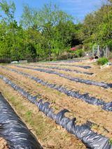 팜모닝 고구마·영농일지 게시글 이미지