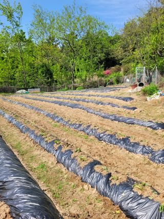 이외숙님의 고구마 · 영농일지 작성글 사진