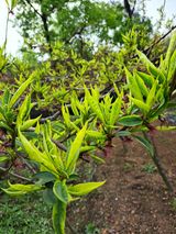 팜모닝 복숭아·병해충상담 게시글 이미지