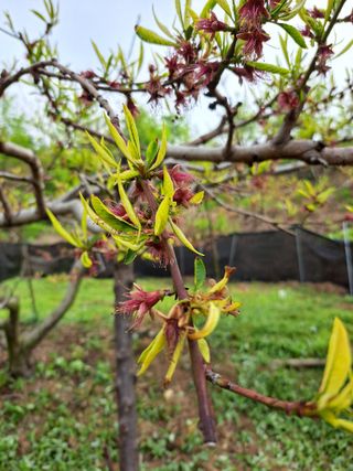 서종국님의 복숭아 · 병해충상담 작성글 사진