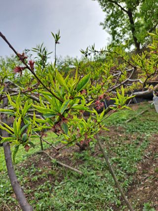 서종국님의 복숭아 · 병해충상담 작성글 사진