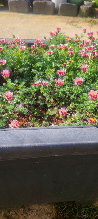 윤양현님의 자유주제 · 자유게시판 작성글 사진