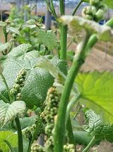 팜모닝 포도·자유게시판 게시글 이미지