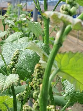 포도님의 포도 · 자유게시판 작성글 사진