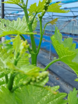 포도님의 포도 · 자유게시판 작성글 사진