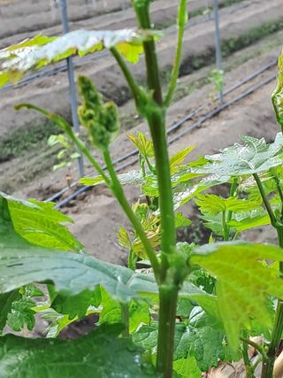 포도님의 포도 · 자유게시판 작성글 사진