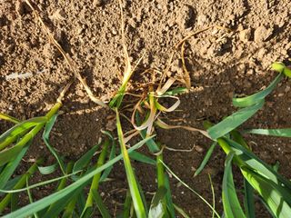 먹거리 아줌님의 마늘 · 병해충상담 작성글 사진