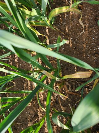 먹거리 아줌님의 마늘 · 병해충상담 작성글 사진