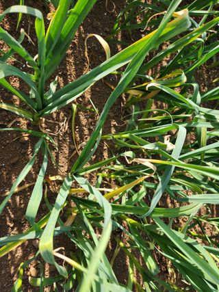 먹거리 아줌님의 마늘 · 병해충상담 작성글 사진