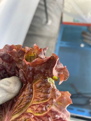 임슬기님의 상추 · 병해충상담 작성글 사진