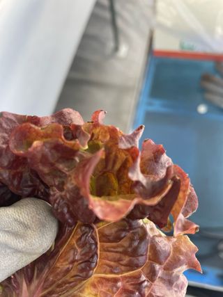 임슬기님의 상추 · 병해충상담 작성글 사진