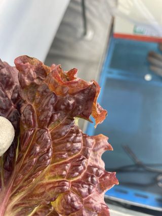 임슬기님의 상추 · 병해충상담 작성글 사진