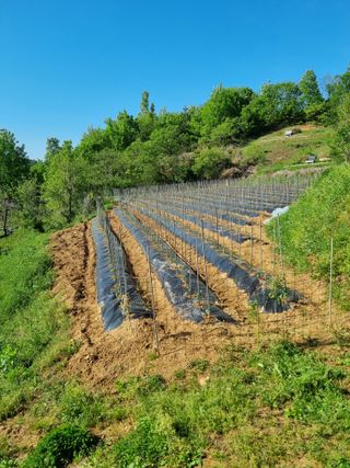 이종규님의 고추 · 영농일지 작성글 사진