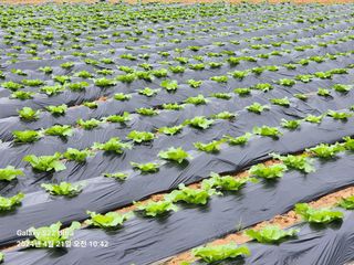 착칸농부님의 자유주제 · 자유게시판 작성글 사진
