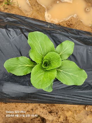 착칸농부님의 자유주제 · 자유게시판 작성글 사진