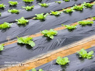 착칸농부님의 자유주제 · 자유게시판 작성글 사진