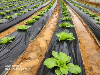 착칸농부님의 자유주제 · 자유게시판 작성글 사진