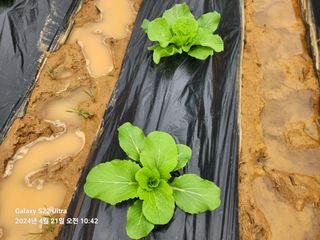 착칸농부님의 자유주제 · 자유게시판 작성글 사진