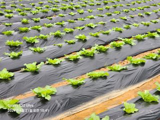 착칸농부님의 자유주제 · 자유게시판 작성글 사진