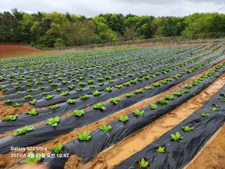 착칸농부님의 자유주제 · 자유게시판 작성글 사진