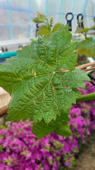 행복한아침님의 포도 · 병해충상담 작성글 사진