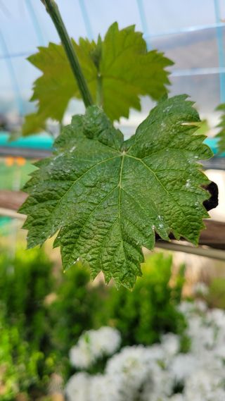 행복한아침님의 포도 · 병해충상담 작성글 사진