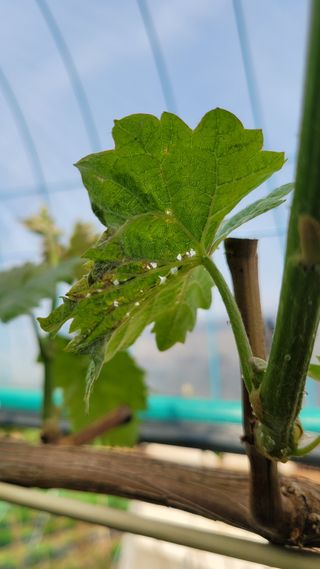 행복한아침님의 포도 · 병해충상담 작성글 사진