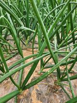 팜모닝 양파·병해충상담 게시글 이미지