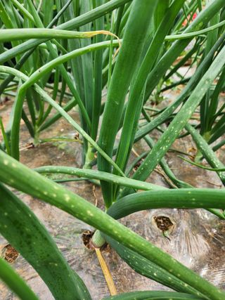 고구마6169님의 양파 · 병해충상담 작성글 사진