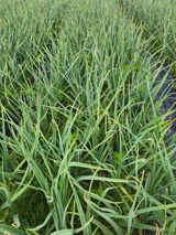 팜모닝 마늘·일상 게시글 이미지