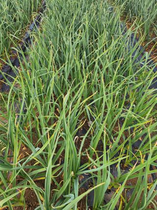 홍산농부님의 마늘 · 일상 작성글 사진