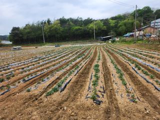 홍산농부님의 감자 · 자유게시판 작성글 사진